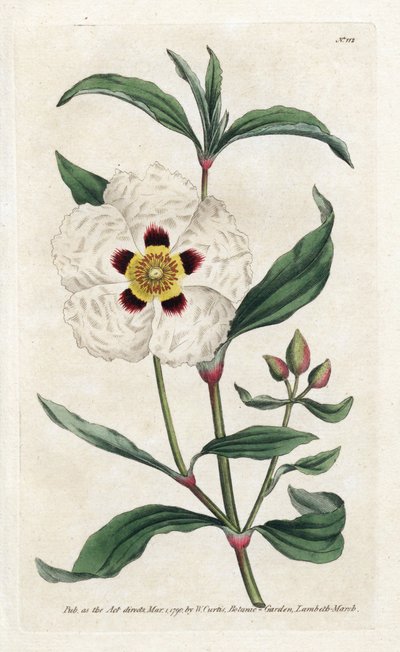 Ladanifere of Ledon Cistus - Lithografie door James Sowerby (1757-1822), uit het Botanical Magazine door William Curtis (1746-1799) door James Sowerby