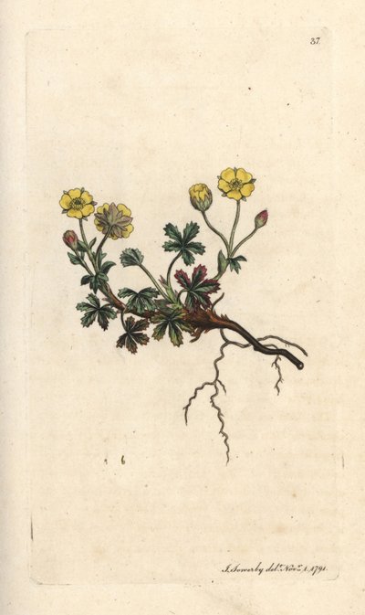 Grootbloemige ganzerik, Potentilla grandiflora. Handgekleurde kopergravure naar een illustratie van James Sowerby uit James Smith