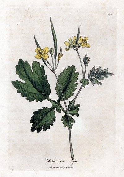 Grote Chelidoine of grote licht - Grote stinkende gouwe, Chelidonium majus. Handgekleurde kopergravure uit een botanische illustratie door James Sowerby uit William Woodville en Sir William Jackson Hooker