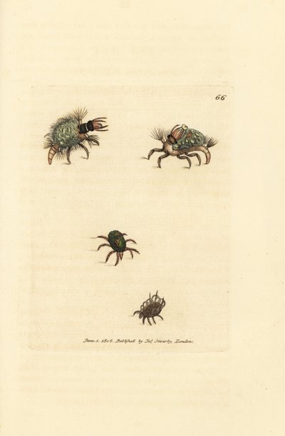 Larve van de Hemerobius (gaasvlieg) bedekt met korstmos, met mijt, Acarus amictus en kleine mandmijt, Acarus corbicula door James Sowerby