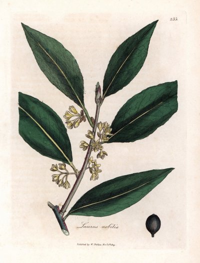 Laurier saus. Handgekleurde kopergravure uit een tekening door James Sowerby (1757-1822), in Botanique Medicinale door James Sowerby