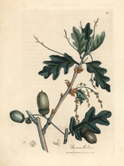 Bladeren en eikels van de zomereik, Quercus robur door James Sowerby