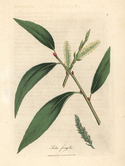 Bladeren en katjes van de kraakwilg, Salix fragilis door James Sowerby