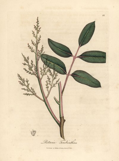 Bladeren en bloemen van de chianboom of Cyprusturpentineboom, Pistacia terebinthus door James Sowerby
