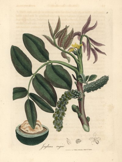 Bladeren, gele bloem en noot van de gewone walnotenboom, Juglans regia door James Sowerby