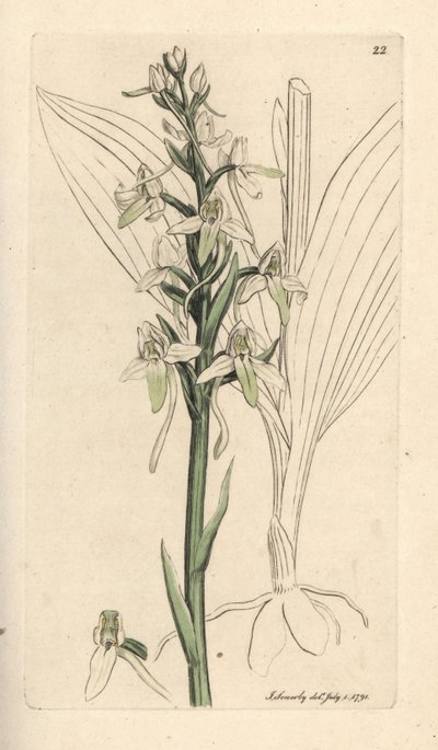 Kleine vlinderorchis, Platanthera bifolia (Orchis bifolia) door James Sowerby