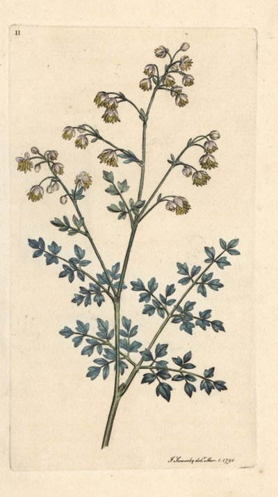 Kleine ruit, Thalictrum minus. Handgekleurde kopergravure naar een illustratie van James Sowerby uit James Smith