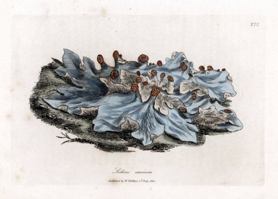 Lichen variëteit - Asgekleurde levermos, Lichen caninus. Handgekleurde kopergravure uit een botanische illustratie door James Sowerby uit William Woodville en Sir William Jackson Hooker