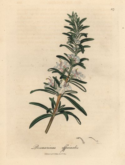 Lichtblauw bloeiende rozemarijn, Rosmarinus officinalis door James Sowerby