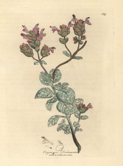 Lila bloeiende dictamnus van Kreta, Origanum dictamnus door James Sowerby
