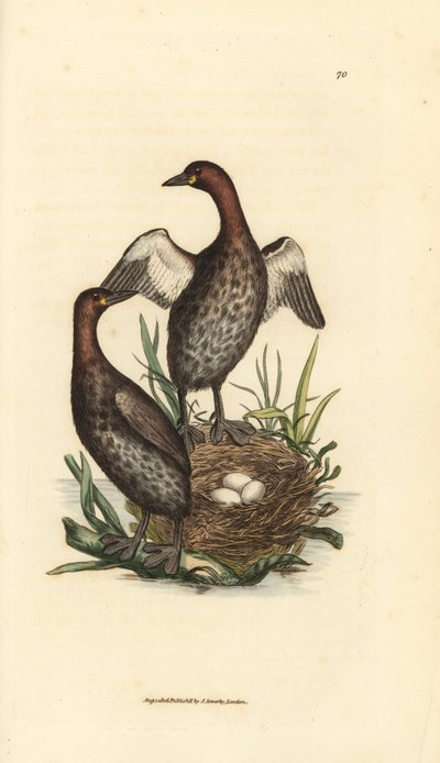 Dodaars, Tachybaptus ruficollis (Kleine zwartkinfuut, Colymbus hebridicus?). Paar op nest met drie eieren. Handgekleurde kopergravure door James Sowerby uit The British Miscellany, of Coloured figures of new, rare, or little known animal subjects. door James Sowerby