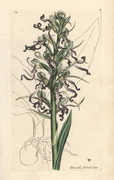 Hagedisorchidee, Himantoglossum hircinum (Hagedissatyrium of ochis, Satyrium hircinum). Handgekleurde kopergravure naar een illustratie van James Sowerby uit James Smith