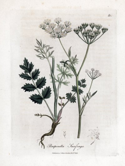 Pimpernel, Pimpinella saxifraga. Illustratie van James Sowerby uit William Woodville en Sir William Jackson Hooker