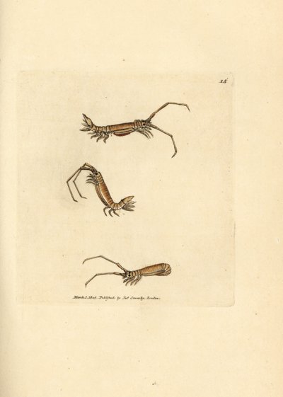 Langhoornpissebed, Astacilla longicornis. Illustratie van James Sowerby uit 