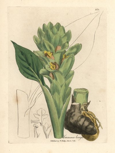Langwortelige kurkuma, Curcuma longa door James Sowerby