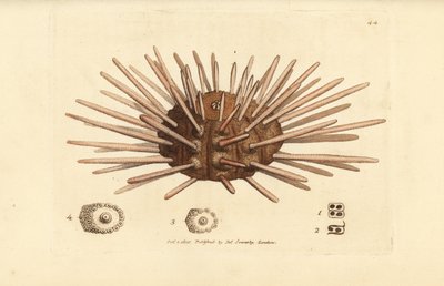 Langstekelige zee-egel, Cidaris cidaris. Illustratie van James Sowerby uit 