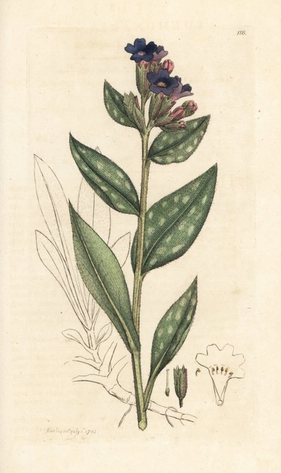 Longkruid, Pulmonaria officinalis. Handgekleurde kopergravure naar een illustratie van James Sowerby uit James Smith
