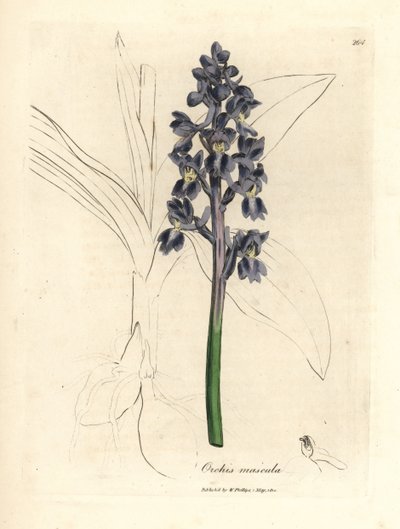 Mannelijke orchis, Orchis mascula door James Sowerby