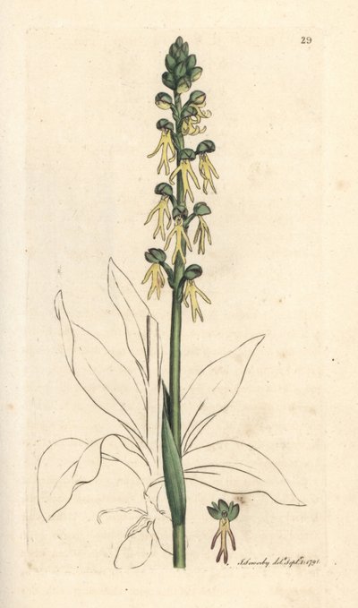 Poppenorchis, Orchis anthropophora. Handgekleurde kopergravure naar een illustratie van James Sowerby uit James Smith