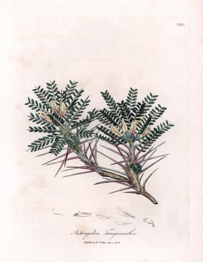 Marseille Astragalus of moederkussen - Geitendoorn melkveder, Astragalus tragacantha. Handgekleurde kopergravure uit een botanische illustratie door James Sowerby uit William Woodville en Sir William Jackson Hooker
