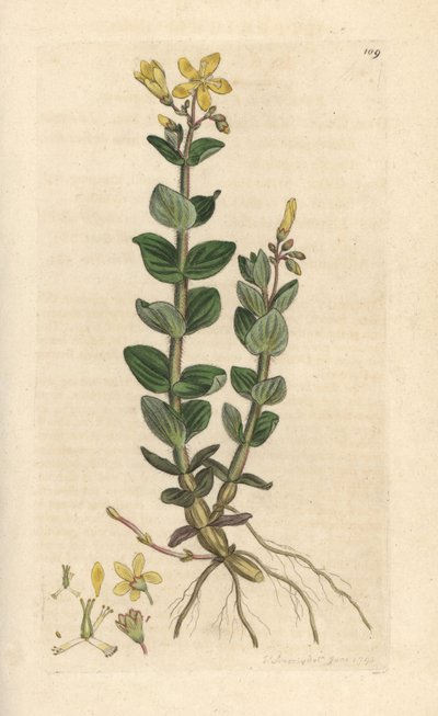 Moeras Sint-Janskruid, Hypericum elodes (Sint-Janskruid) door James Sowerby