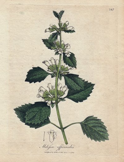 Citroenmelisse (Melissa officinalis). Handgekleurde kopergravure uit een illustratie door James Sowerby. Fragment uit het boek van William Woodville en Sir William Jackson Hooker 