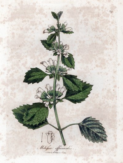 Citroenmelisse of melisse citroengras - Citroenmelisse, Melissa officinalis. Handgekleurde kopergravure uit een botanische illustratie door James Sowerby uit William Woodville en Sir William Jackson Hooker