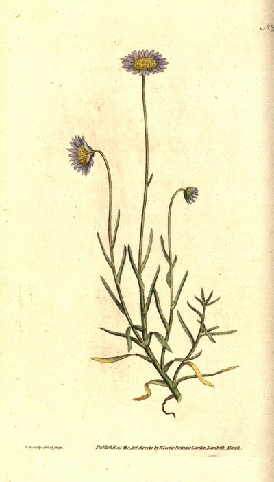 Reseda Aster - Felicia tenella (Borstelbladige aster, Aster tenellus) door James Sowerby
