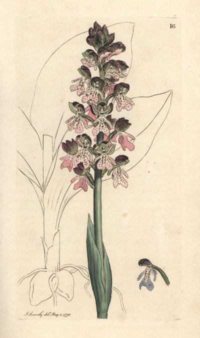 Militaire orchis, Orchis militaris door James Sowerby