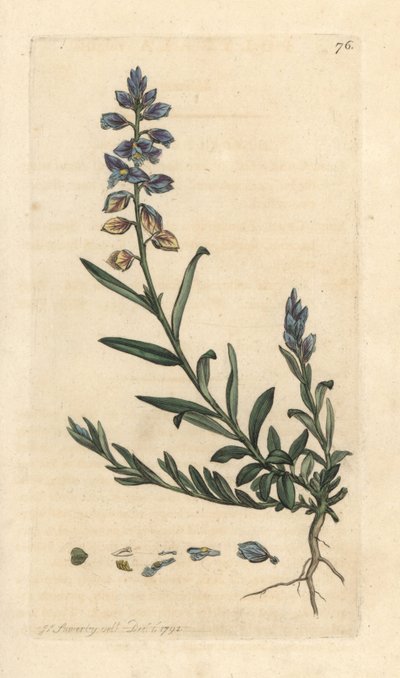 Veldgentiaan, Polygala vulgaris. Illustratie van James Sowerby uit James Smith