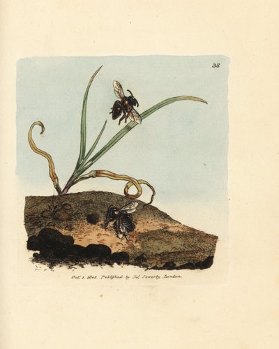Zandbij, Andrena nigroaenea. Illustratie van James Sowerby uit 