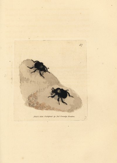 Minotaur kever, Typhaeus typhoeus (Scarabaeus pumilus). Handgekleurde kopergravure door James Sowerby uit The British Miscellany, of Coloured figures of new, rare, or little known animal subjects. door James Sowerby