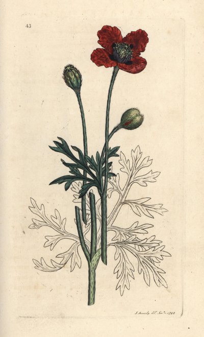 Hybride papaver, Papaver hybridum. Illustratie van James Sowerby uit James Smith