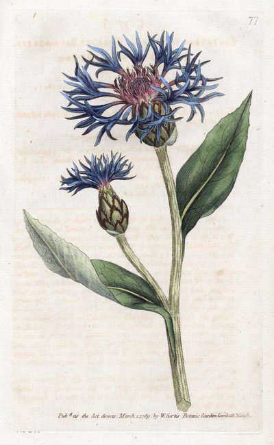 Bergcentaurie of meerjarige bosbes door James Sowerby