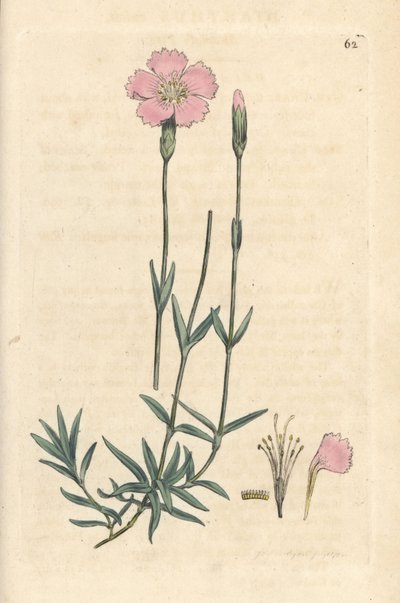 Berganjer, Dianthus caesius. Handgekleurde kopergravure naar een illustratie door James Sowerby uit James Smith