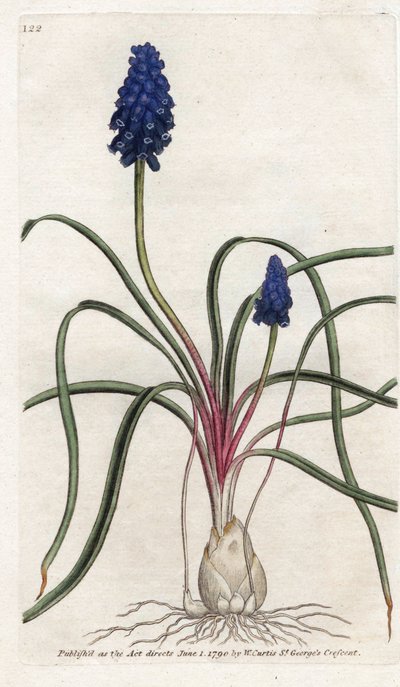 Muscari neglige door James Sowerby