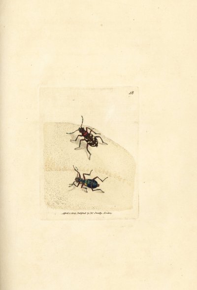 Noordelijke duintijgerkever, Cicindela hybrida. Handgekleurde kopergravure door James Sowerby uit The British Miscellany, of Coloured figures of new, rare, or little known animal subjects. door James Sowerby