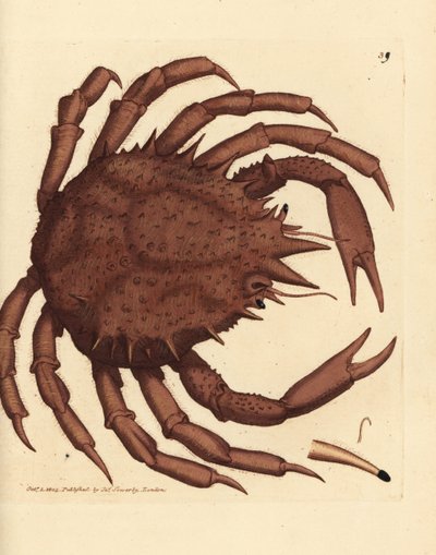 Noorse koningskrab of noordelijke steenkrab, Lithodes maja door James Sowerby