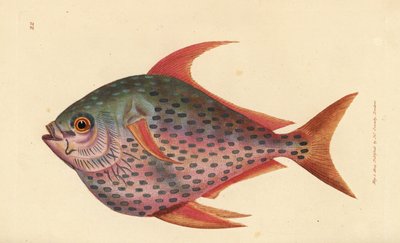Opah door James Sowerby