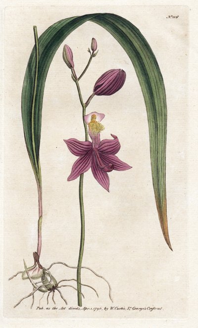 Orchidee: calopogon tuberus - Lithografie door James Sowerby (1757-1822), uit William Curtis