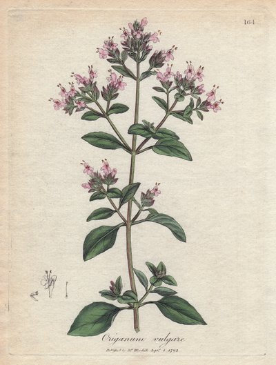 Oregano. Illustratie van James Sowerby in 