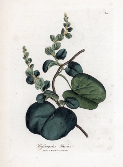Pareira brava, Cissampelos pareira. Illustratie van James Sowerby uit William Woodville en Sir William Jackson Hooker