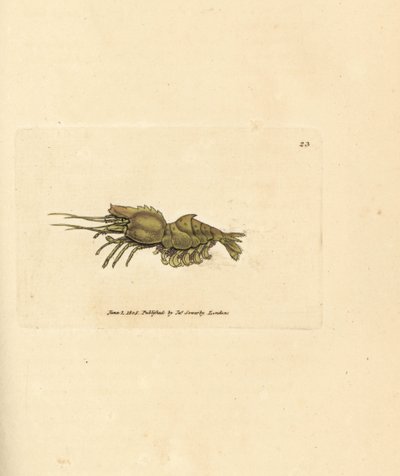 Papegaaigarnaal, Spirontocaris spinus (Rugstekelige garnaal; Cancer spinus) door James Sowerby
