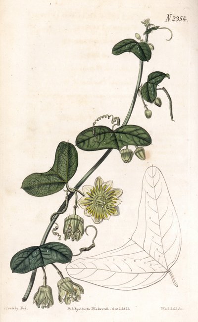 Passiebloem variëteit - Passiflora biflora (Crescent-bladige passiebloem, Passiflora lunata) door James Sowerby