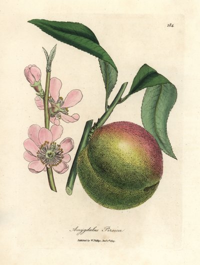 Perzikboom met rijpe vruchten en roze bloesem door James Sowerby