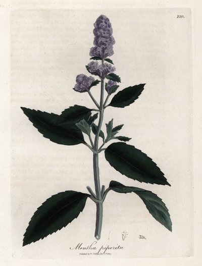 Pepermunt. Handgekleurde kopergravure uit een tekening door James Sowerby (1757-1822), in Botanique Medicinale door James Sowerby