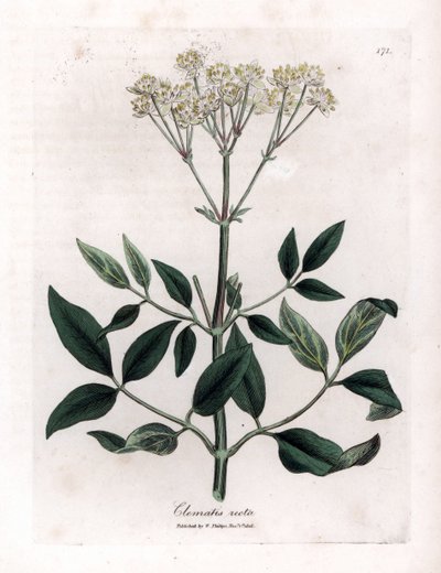 Vaste clematite - Rechte maagdenwijn, Clematis recta. Handgekleurde kopergravure uit een botanische illustratie door James Sowerby uit William Woodville en Sir William Jackson Hooker