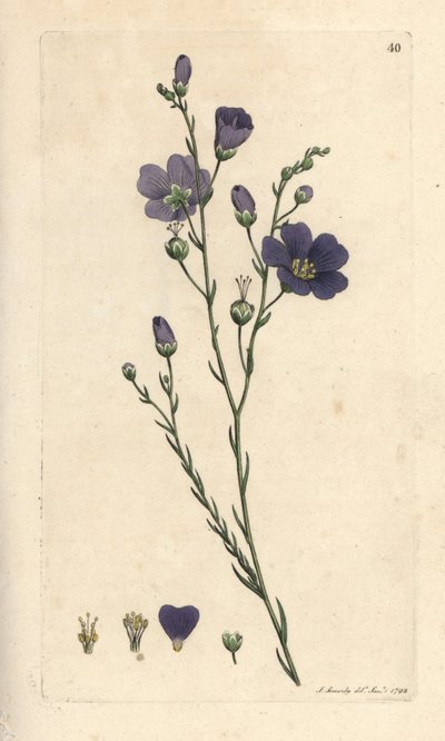 Vaste vlas, Linum perenne (linnen perace) Handgekleurde kopergravure naar een illustratie door James Sowerby uit James Smith