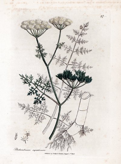 Phellandrium aquatium - Fijnbladige waterhemlock, Phellandrium aquatium. Handgekleurde kopergravure uit een botanische illustratie door James Sowerby uit William Woodville en Sir William Jackson Hooker