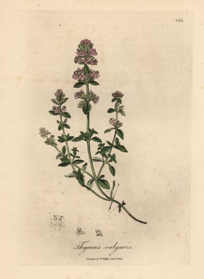 Roze bloeiende tuinthijm, Thymus vulgaris door James Sowerby